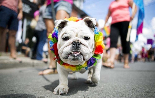 LGBT-parade-dog.jpg