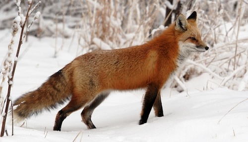 Red-fox-1.jpg