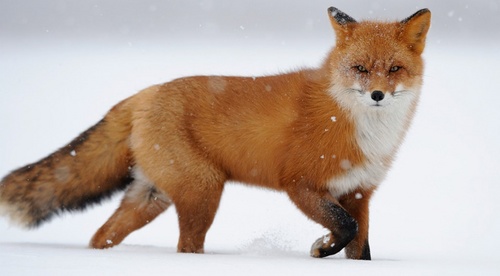 Red-fox-3.jpg