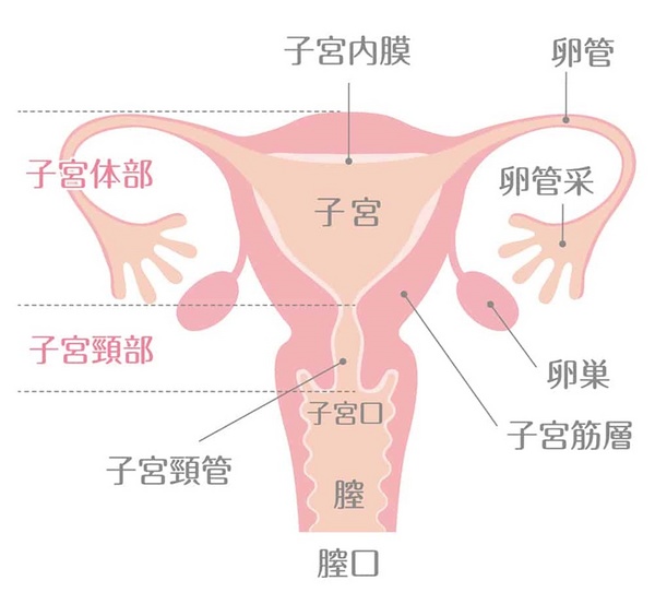 Uterus_illustration.jpg