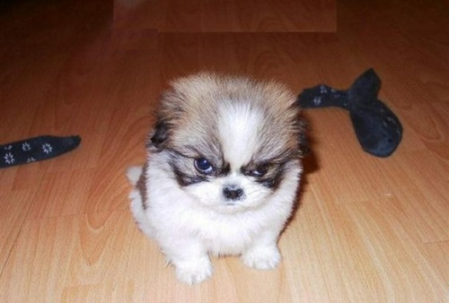 angry-puppy.jpg