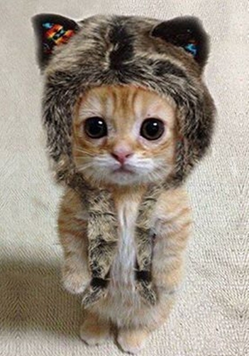 cute-kitty.jpg
