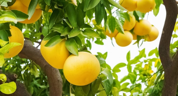 grapefruits-tree.jpg