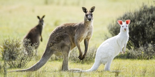 kangaroo-19-1.jpg