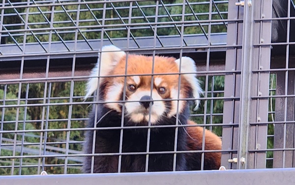 lesser panda fuji 24-3.jpg