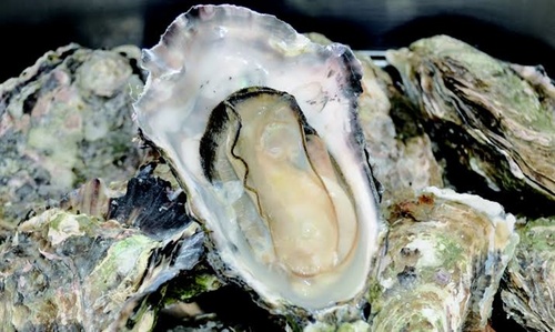 oyster19-1.jpg