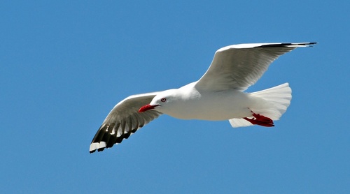 sea gull16.jpg