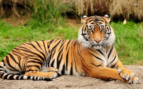 tiger0523.jpg